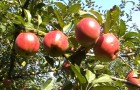 Сорт яблони: Делишес (Превосходное)