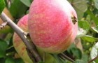 Сорт яблони: Дочь Пепинчика