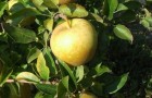 Сорт яблони: Голден Делишес
