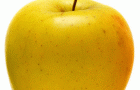 Сорт яблони: Кальвиль белый летний (Пепин летний)