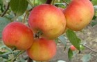 Сорт яблони: Казачка кубанская