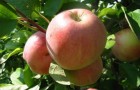 Сорт яблони: Коричное новое