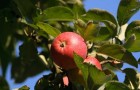 Сорт яблони: Красная горка