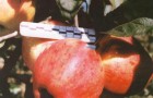 Сорт яблони: Кубань спур