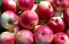 Сорт яблони: Марат Бусурин