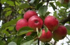 Сорт яблони: Мелба