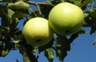 Сорт яблони: Минераловодская