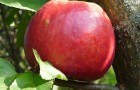 Сорт яблони: Настенька