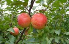 Сорт яблони: Орлинка