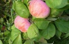 Сорт яблони: Орловим