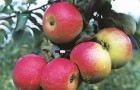 Сорт яблони: Память Семакину
