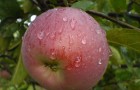 Сорт яблони: Персиковое