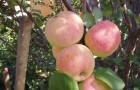 Сорт яблони: Персиянка