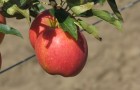 Сорт яблони: Прикубанское