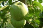 Сорт яблони: Ренет кавказский