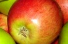 Сорт яблони: Россошанское августовское