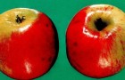 Сорт яблони: Скала