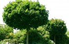 Обрезка деревьев с декоративной листвой