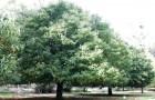 Обрезка лиственных деревьев