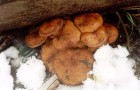 Зимний гриб
