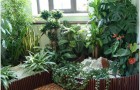 Что мешает расти и цвести комнатным растениям?