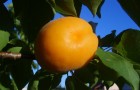 Каков результат выращивания абрикоса из косточек?