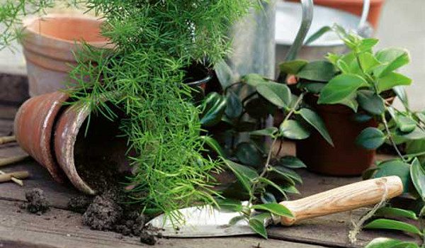 Какую землю лучше использовать при пересадке комнатных растений?