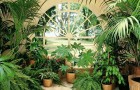 Комнатные растения в вашем доме