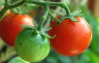 Почему сентябрьские помидоры кажутся невкусными?