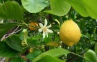 Почему у лимона бледно-зеленые листья?