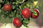 Почему яблоня дает мало плодов?