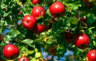 Правильное выращивание яблонь