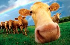 Профилактика, лечение заболеваний коров