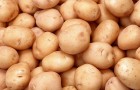 Выбор и посадка картофеля