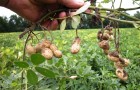 Выращиваем арахис на даче