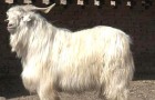 Белая пуховая порода коз