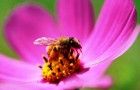 Нектар, содержащий кофеин, заряжает пчёл не хуже кофе