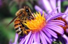 Почему социальные пчёлы не повторяют ошибок