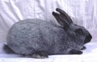 Порода серебристый кролик