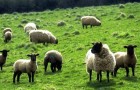 Профилактика и лечение заболеваний овец и коз