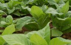 Растение-медонос табак