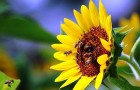 Сокращение числа насекомых угрожает урожайности во всем мире
