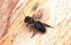 Среднерусская (европейская) лесная пчела