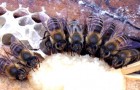Корма и кормление пчел