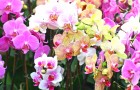 5 удивительных фактов об орхидее