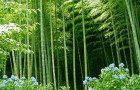 Бамбук и злаковые травы для японского сада