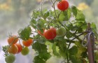 Сорт томата: Чудо гроздь f1