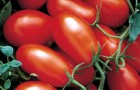 Сорт томата: Форонти f1