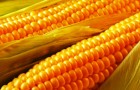 ГМО кукуруза: химический яд вместо питательных веществ