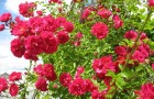 Группа роз Вихуриана (зарубежной селекции)